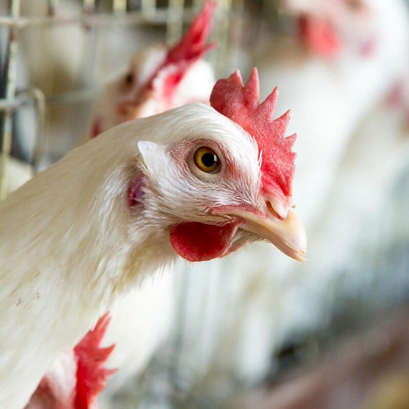ohio-poultry-association.jpg