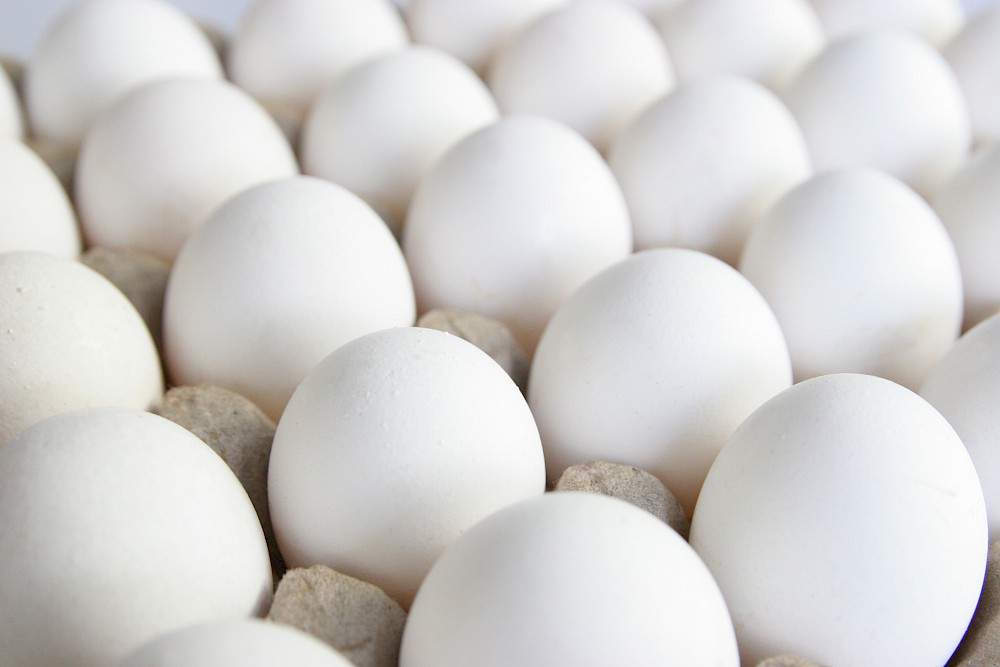 white chicken eggs