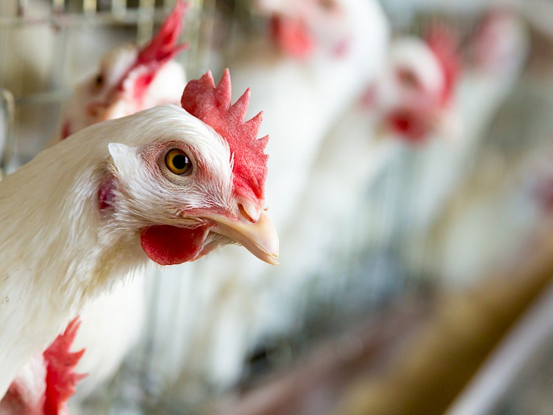 great-eggs-start-with-well-fed-hens